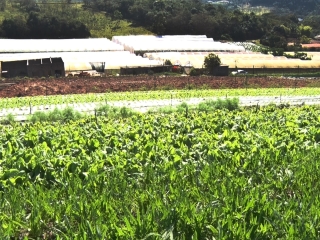 Propriedade de Ricardo Luis Mikami em Louveira - SP que produz hortaliças e tomates