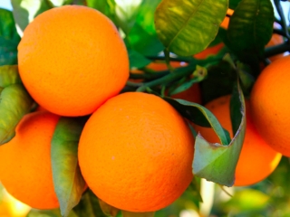 Laranja 16:9