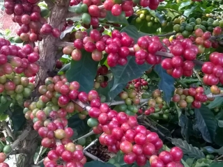 Imagens do dia - Lavoura de café em Boa Esperança (MG). Enviado por André Simões