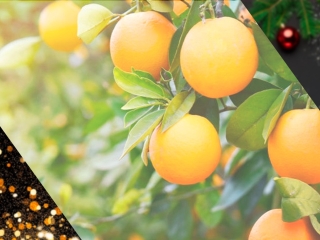 especial citrus