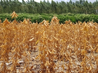 Plantas soja, lavoura, vagens carregadas - Daniel Olivi - 16:9