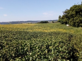 soja