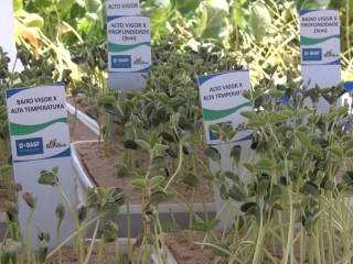 Estudo Gazolla - BASF - Expodireto 2020 - 16:9