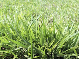 Forragem graminea