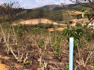 Lavouras de café robusta afetadas pela seca na Região de Vila Valério (ES)
