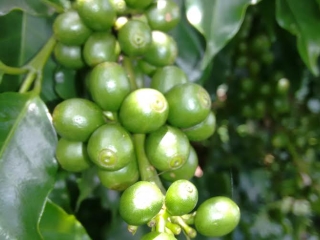 Imagem do dia - Lavoura de café em São Pedro da União (MG), do produtor Fernando Barbosa