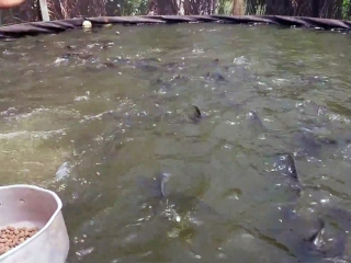 Tanque - Peixe - Ração - 16:9