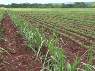 Meiose Cana / Soja - Jaboticabal - 16:9
