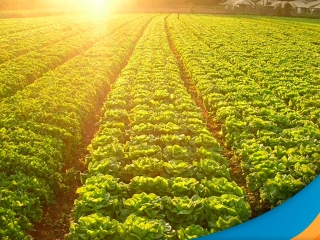 agricultura