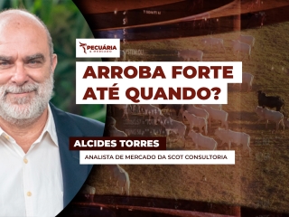 alcides