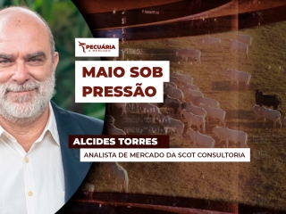 alcides