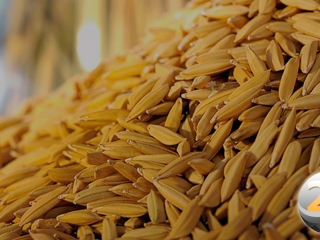 arroz