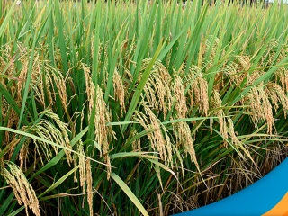 arroz