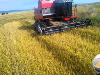 arroz