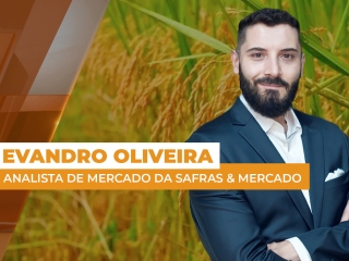 arroz - site