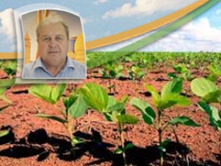Nei César Mânica - - soja planta pequena
