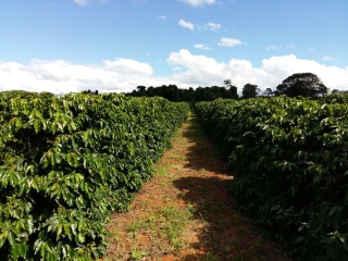 Imagem do Dia - Lavoura de café em São Pedro da União (MG), do produtor Edmar Vieira