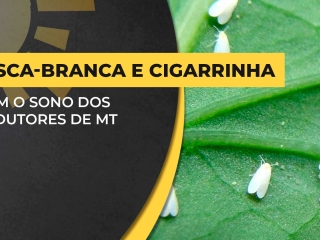 bda-capa