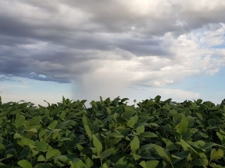 Lavoura de soja, plantas, chuva - Daniel Olivi - 16:9