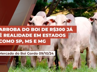 boi-09