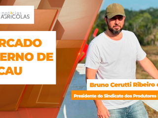 BOLETINS THUMB CACAU