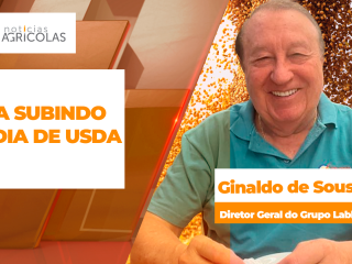 BOLETINS THUMB SOJA