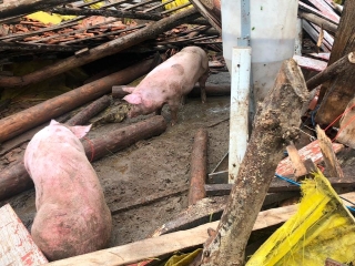 Chuvas em SC - granja destruida