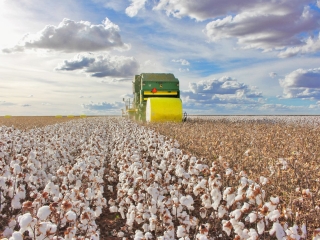 Fazenda Busato - Foto Abapa - Algodão Colheita - Oeste da Bahia