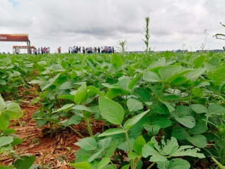 Soja Uberlandia - Intacta 2 Xtend - 16:9
