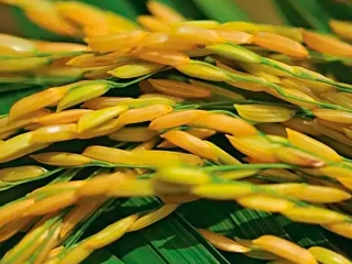 Arroz 16:9