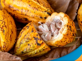 cacau