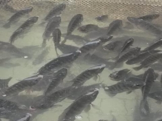 peixes, tilápia