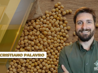 Cristiano-Palavro