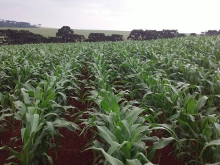 Imagem do dia - Lavoura de milho em Corbélia (PR), do produtor Marcos Dall Apria