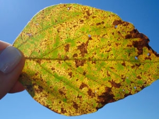 Ferrugem Asiatica destaque video