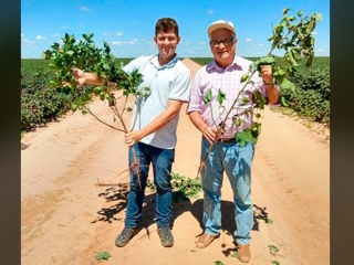 Projeto Construtores de Solos - materia algodao