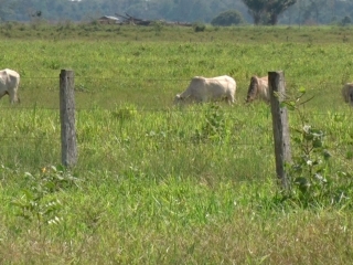 Fazenda de Ermilo Paulo Roraima 2019