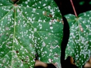 Ramularia algodao, algodao 16:9