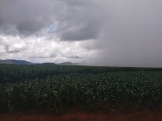 Lavouras soja, milho e feijão caupi em Silvanopolis/To - Foto: Dari Fronza