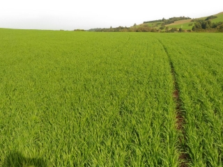 Lavoura de trigo em Humaitá (RS). Envio de Anderson S. Nass