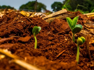 Plantio - Soja - solo - 16:9