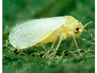 Mosca branca borda branca