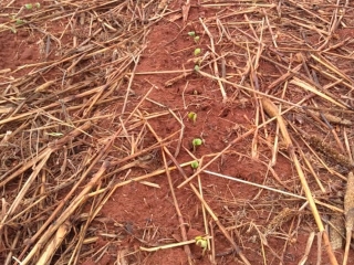 Plantio da soja - Acompanhamento de safra - Jonas Veiga Oliveira - Produtor Rural em Laguna Carapã/MS - 16:9