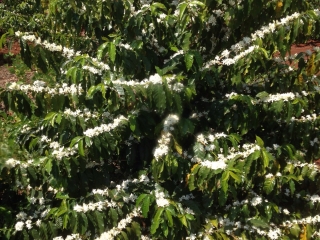 Imagem do dia - Florada de café em Doutor Camargo (PR), do produtor Ildefonso Ausec