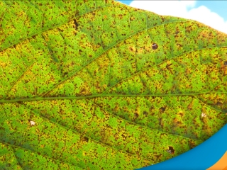 ferrugem-asiatica