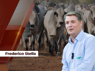 Frederico-Stella