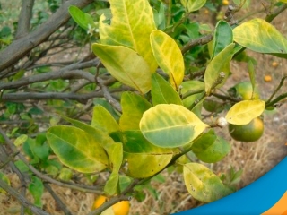 greening