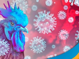 gripe-aviaria-6BRH8