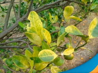 laranja-8