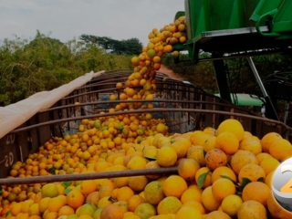 laranja-